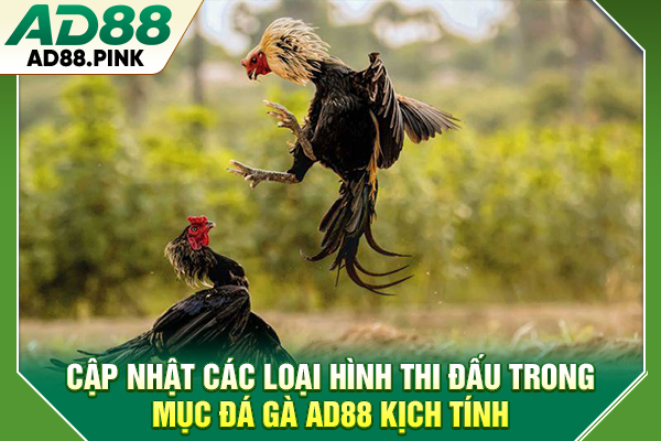 Cập nhật các loại hình thi đấu trong mục đá gà AD88 kịch tính