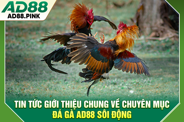 Tin tức giới thiệu chung về chuyên mục đá gà AD88 sôi động